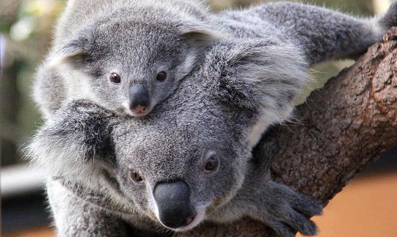 Taronga Zoo - Australia