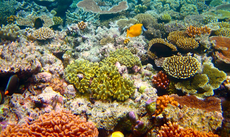 The Great Barrier Reef