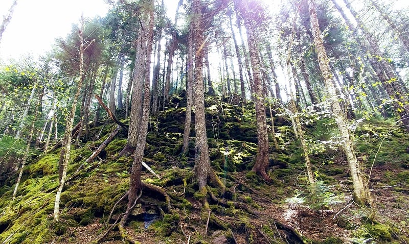 Fundy National Park - Canada