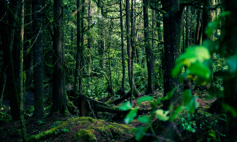 Vancouver Island - Green Point