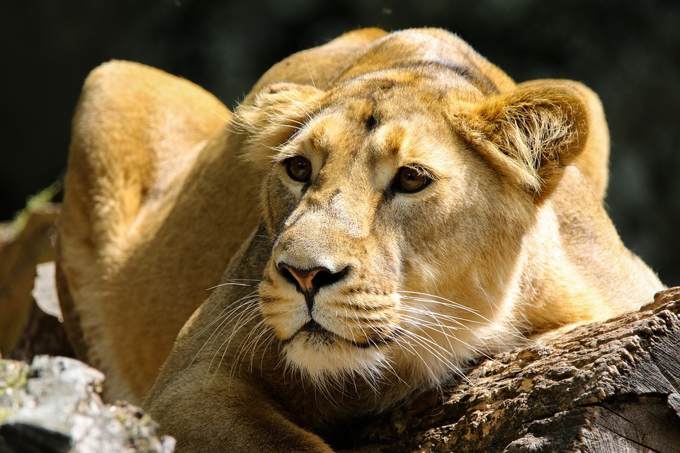Connecticut Fish and Wildlife Zoo