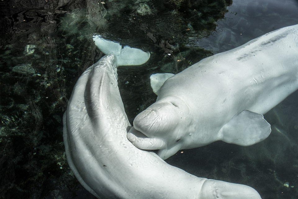 Mystic Aquarium