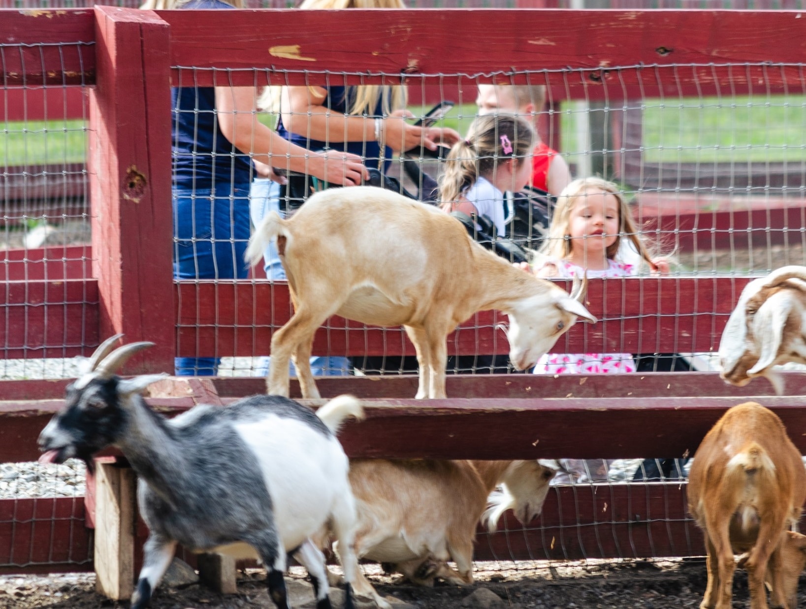 Silverman’s Farm