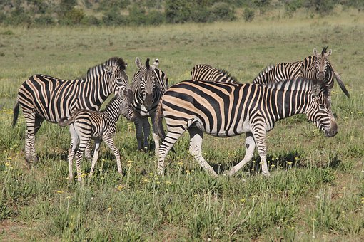 Wild Wilderness Drive-Through Safari