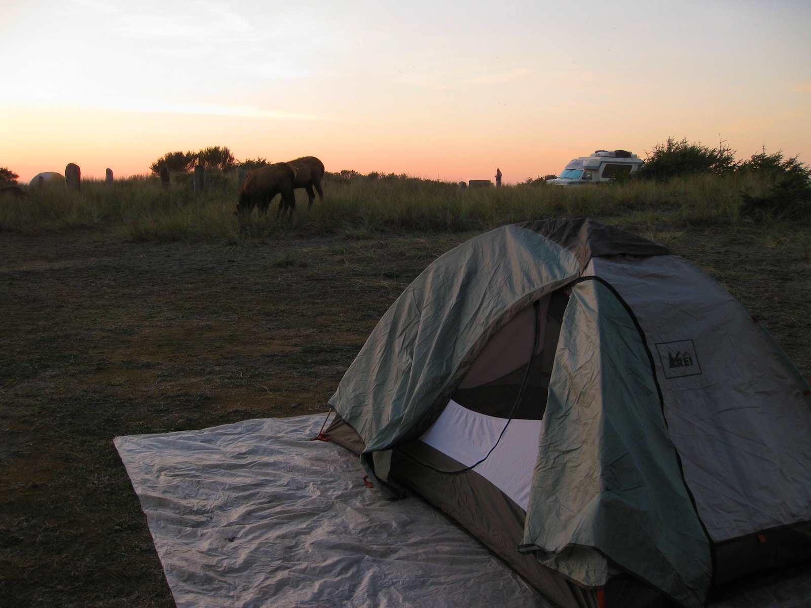 Elk on Beach Campground in Del Norte, California