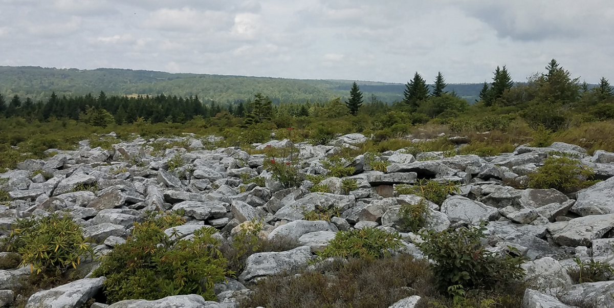 Dolly Sods Wilderness
