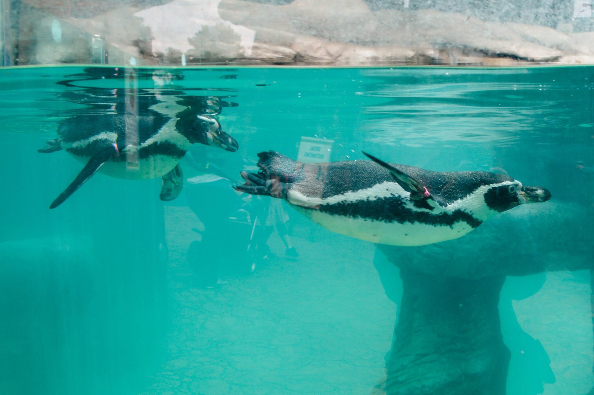 Aquariums in North Carolina