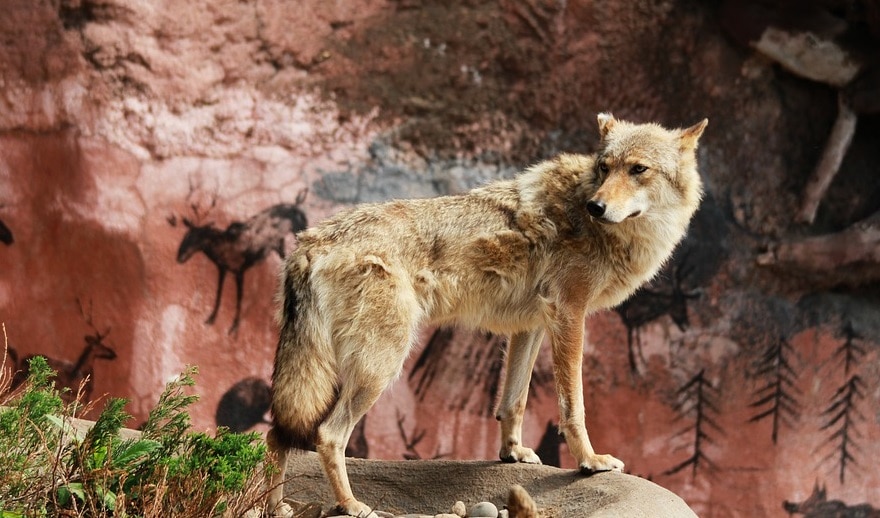 Grizzly & Wolf Discovery Center