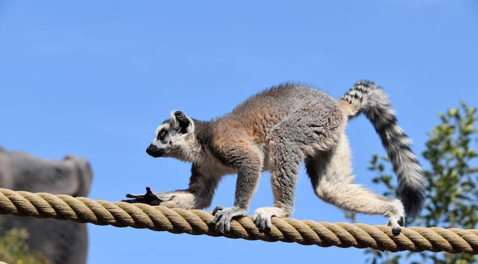 Spring River Zoo