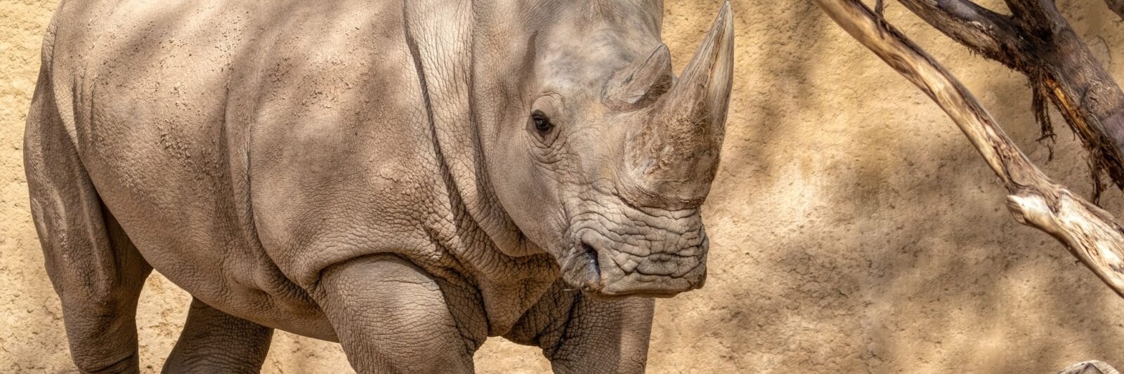 Phoenix Zoo