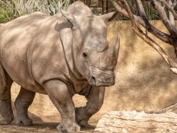 Phoenix Zoo