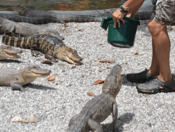 Arkansas Alligator Farm and Petting Zoo