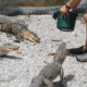 Arkansas Alligator Farm and Petting Zoo