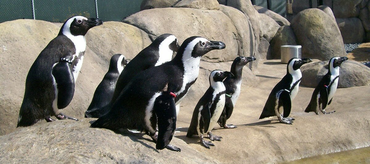 Little Rock Zoo