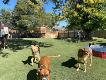 Rover Dog Sitting Backyard Denver Colorado