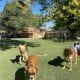 Rover Dog Sitting Backyard Denver Colorado