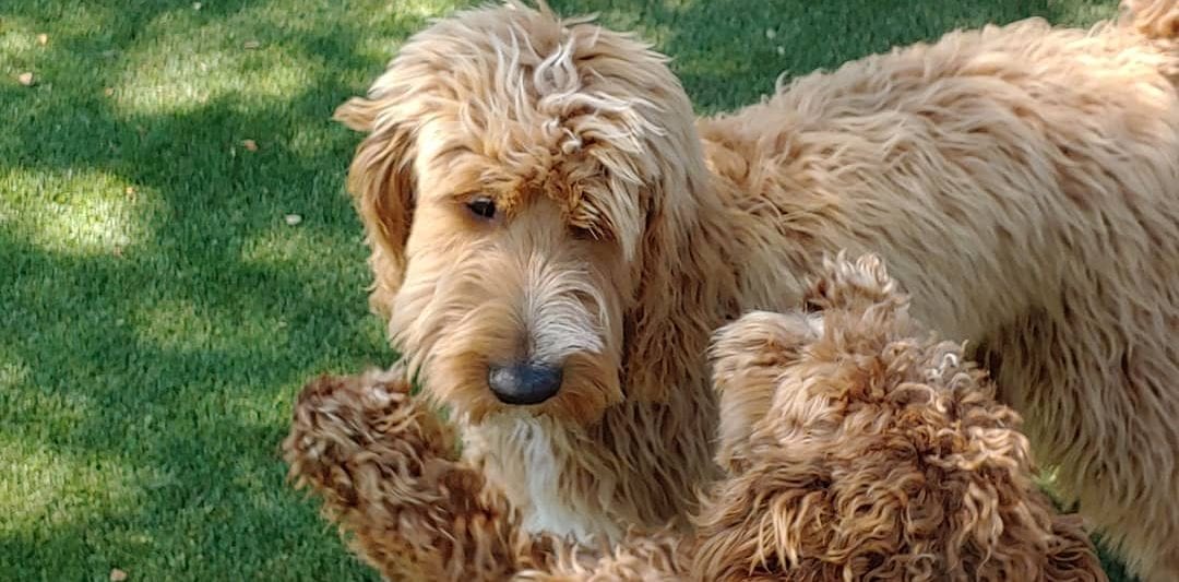 Rover Shaggy Dogs Playing