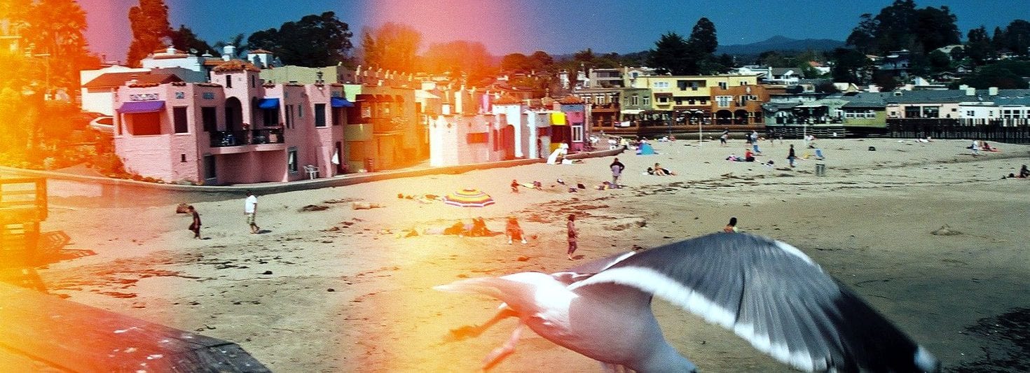 Capitola Beach California Seagull