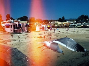 Capitola Beach California Seagull