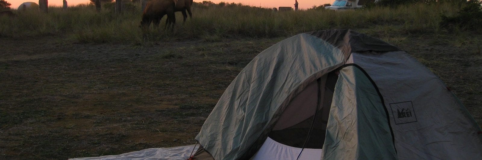 Elk on Beach Campground in Del Norte, California