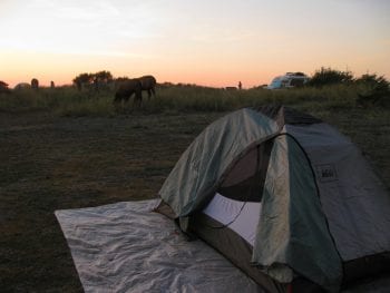 Elk on Beach Campground in Del Norte, California