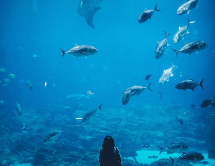Aquariums in Connecticut Best Aquariums To Visit