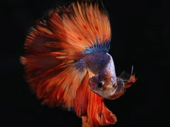 Aquariums in Georgia