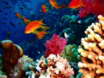 Aquariums in Hawaii