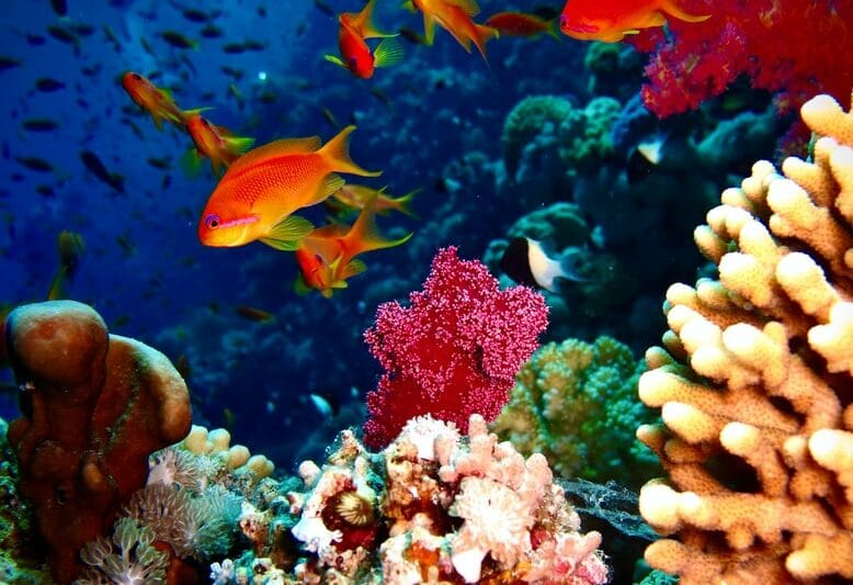Aquariums in Hawaii