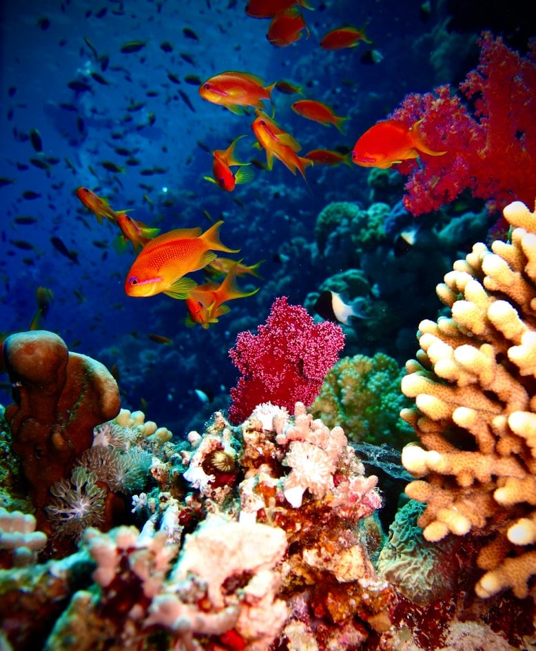 Aquariums in Hawaii Best Honolulu Marine Exhibits and Facilities