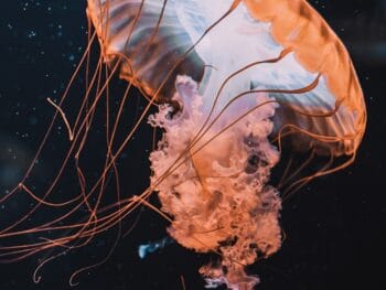 Aquariums in Idaho