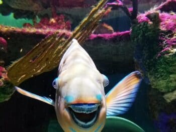 Aquariums in Iowa