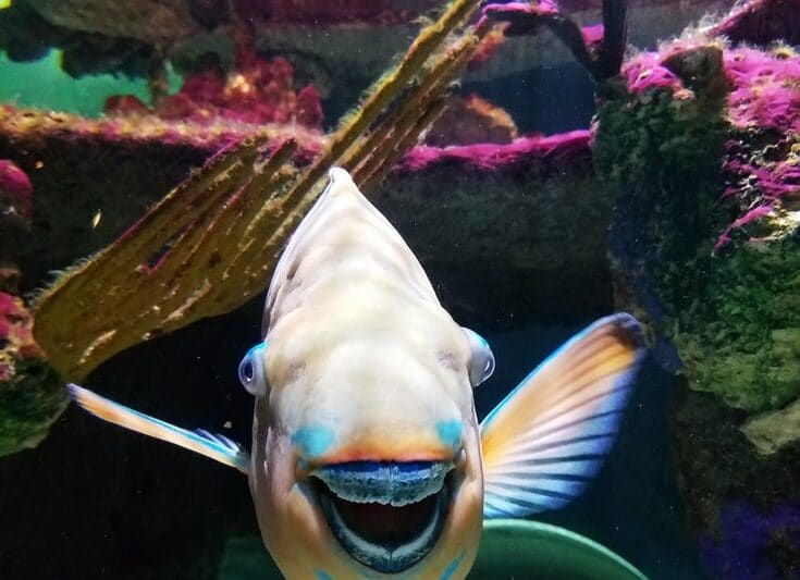 Aquariums in Iowa