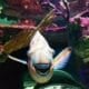 Aquariums in Iowa