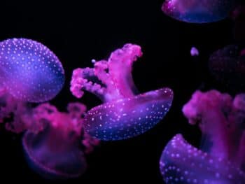 Aquariums in Maine