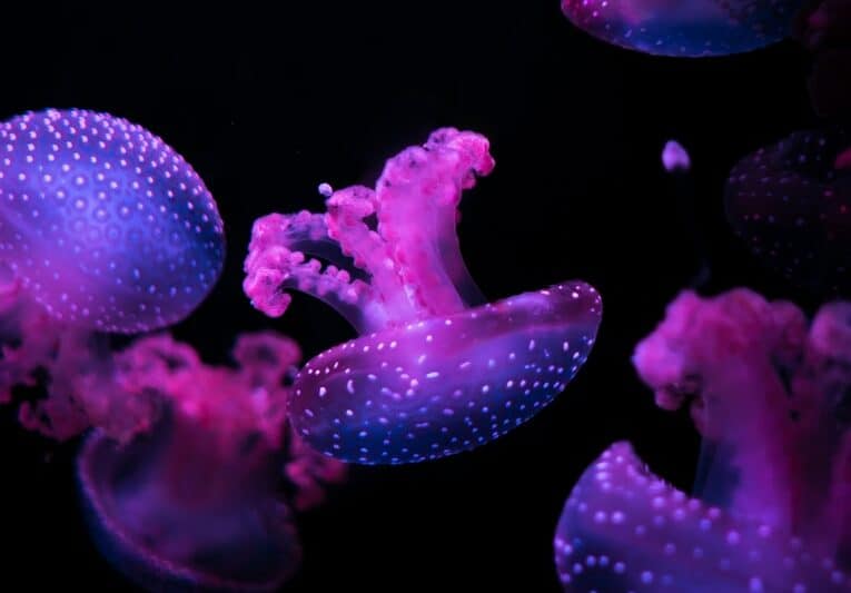 Aquariums in Maine