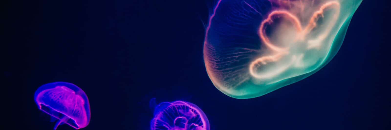 Aquariums in Minnesota