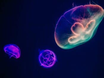 Aquariums in Minnesota