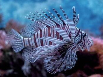 Aquariums in Missouri