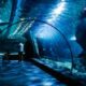 Aquariums in Nevada