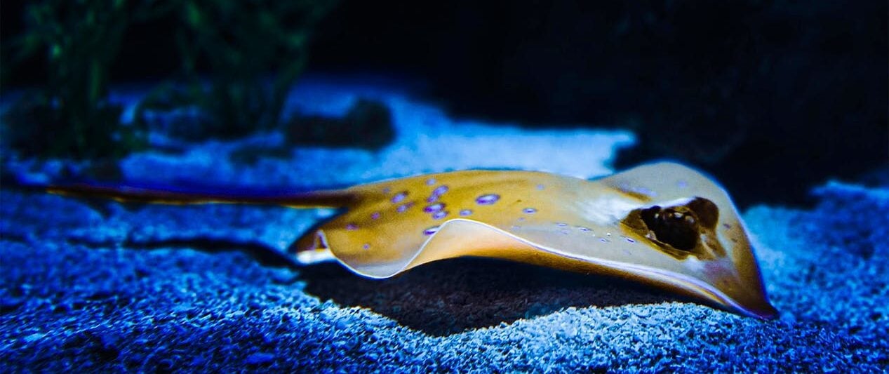 Aquariums in New Mexico