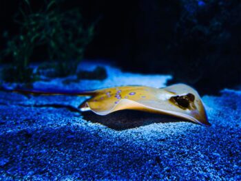 Aquariums in New Mexico