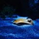 Aquariums in New Mexico