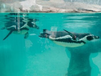 Aquariums in North Carolina