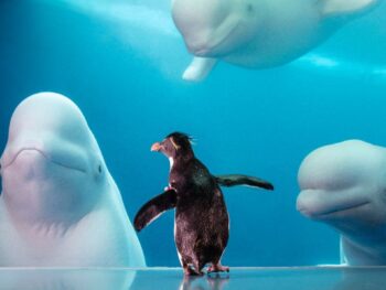 Shedd Aquarium's Beluga Whales