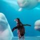 Shedd Aquarium's Beluga Whales