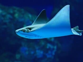 Stingray - Louisiana Aquarium