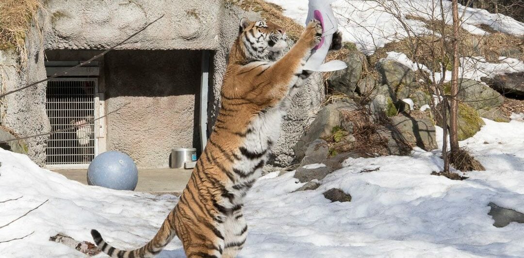 Alaska Zoo