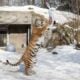 Alaska Zoo