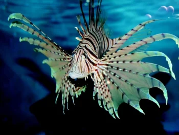 Aquariums in Oregon